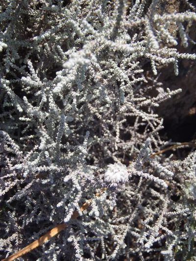 Stoebe burchellii, photographed by Nicola van Berkel