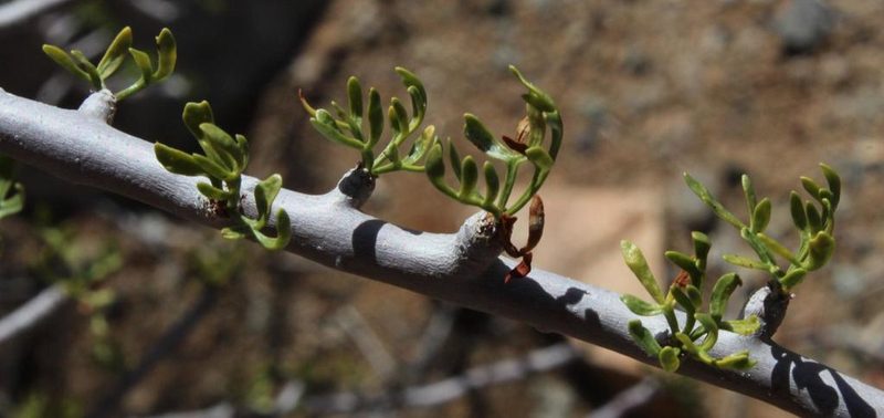 Commiphora cervifolia, photographed by Tony Rebelo