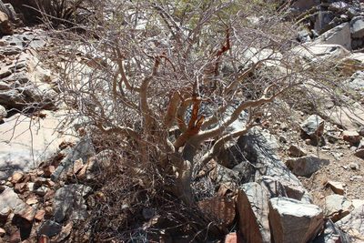 Commiphora cervifolia, photographed by Tony Rebelo