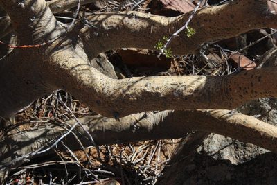 Commiphora cervifolia, photographed by Tony Rebelo