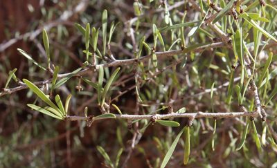 Gymnosporia gariepensis, photographed by Tony Rebelo