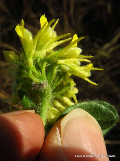 Leobordea corymbosa, photographed by Peter Warren