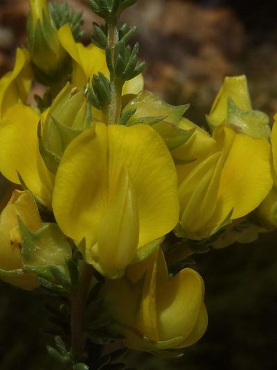 Aspalathus citrina, photographed by Nicola van Berkel