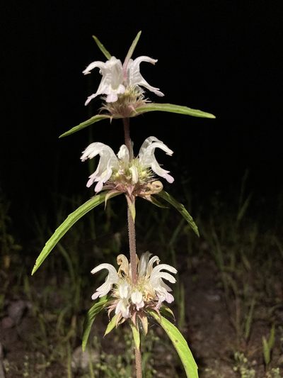 Monarda pectinata, photographed by Cecelia Alexander