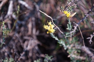 Chrysothamnus depressus, photographed by psweet