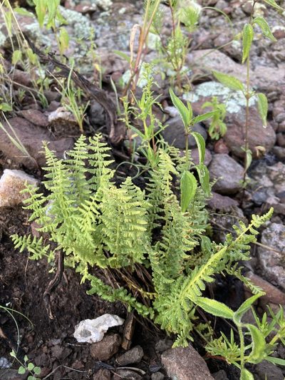 Woodsia phillipsii, photographed by Cecelia Alexander