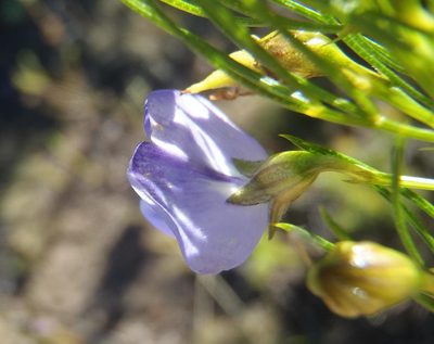 Psoralea laevigata, photographed by Nicola van Berkel
