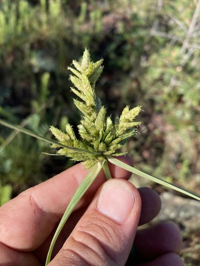 Cyperus fendlerianus, photographed by Cecelia Alexander