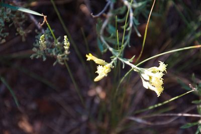 Chrysothamnus depressus, photographed by psweet