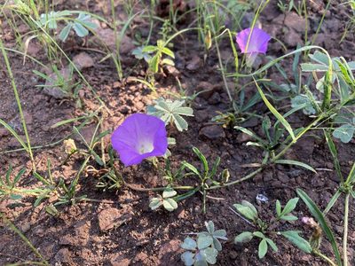 Ipomoea plummerae, photographed by Cecelia Alexander