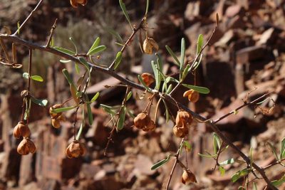 Gymnosporia gariepensis, photographed by Tony Rebelo