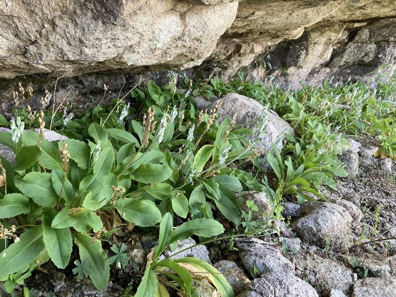 Primula rusbyi, photographed by Cecelia Alexander
