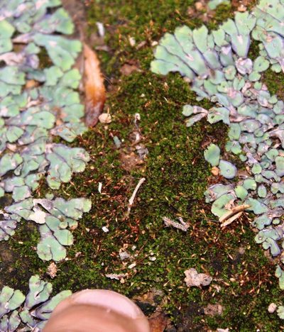 Tortula atrovirens, photographed by Tony Rebelo