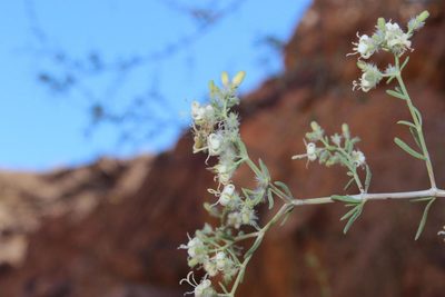 Plocama crocyllis, photographed by Tony Rebelo