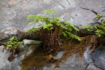 Woodsia neomexicana, photographed by psweet