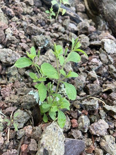 Stevia micrantha, photographed by Cecelia Alexander