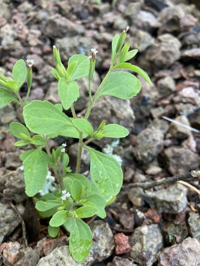 Stevia micrantha, photographed by Cecelia Alexander