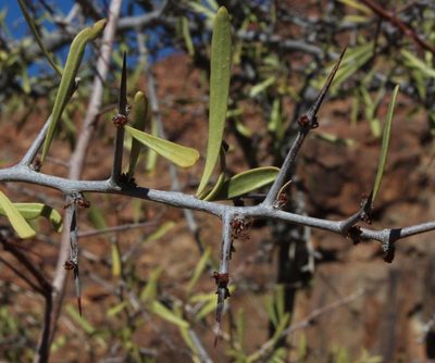 Gymnosporia gariepensis, photographed by Tony Rebelo