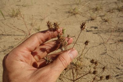 Plantago indica, photographed by Aleksei Baushev