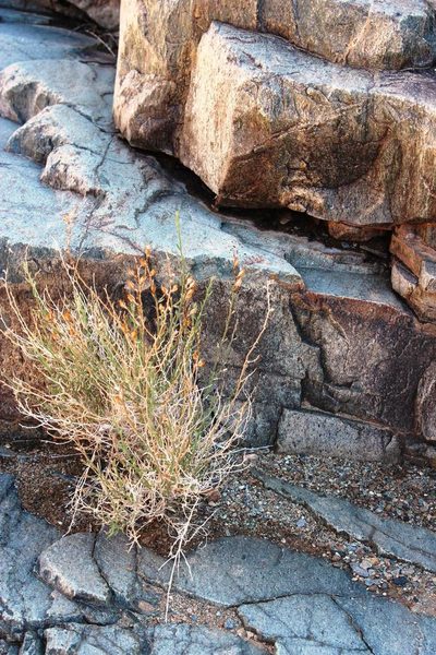 Anticharis scoparia, photographed by Tony Rebelo