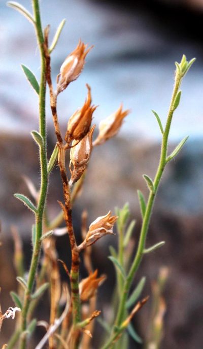 Anticharis scoparia, photographed by Tony Rebelo