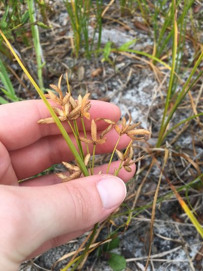 Cyperus lecontei, photographed by Jessica
