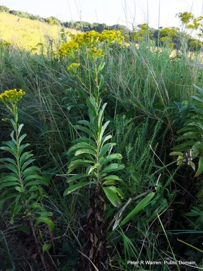 Senecio serratuloides, photographed by Peter Warren