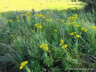 Senecio serratuloides, photographed by Peter Warren