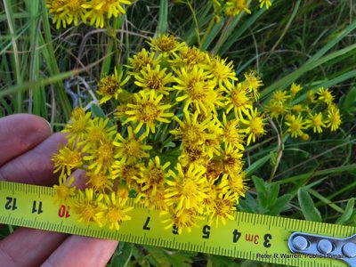 Senecio serratuloides, photographed by Peter Warren