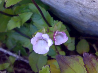 Nemesia macrocarpa, photographed by Chris Vynbos