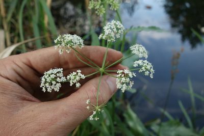 Sium latifolium, photographed by Aleksei Baushev