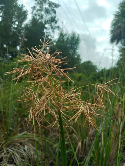Cyperus articulatus, photographed by Scott Ward