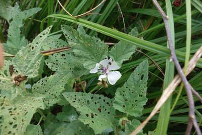 Althaea officinalis, photographed by Aleksei Baushev