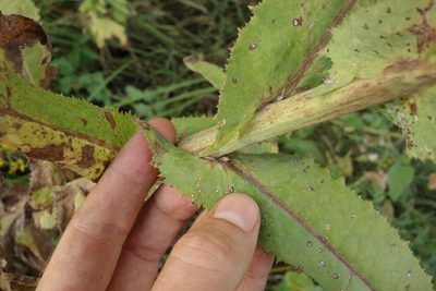 Sonchus palustris, photographed by Aleksei Baushev