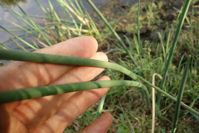 Schoenoplectus lacustris, photographed by Aleksei Baushev