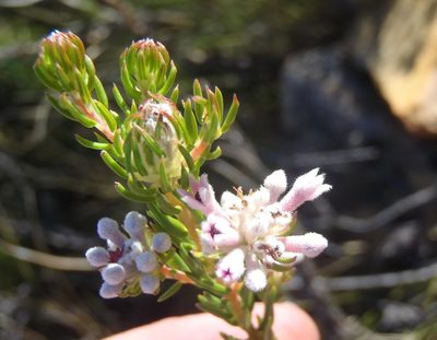 Phylica lachneaeoides, photographed by Nicola van Berkel