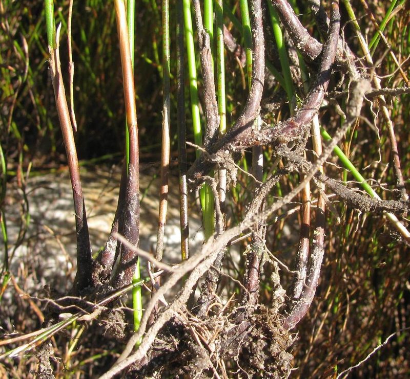 Thamnochortus sporadicus, photographed by douglaseustonbrown