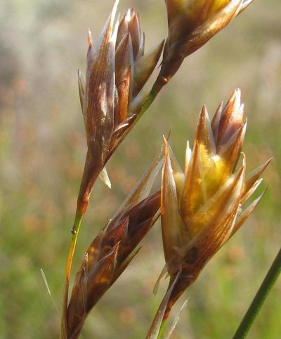 Thamnochortus sporadicus, photographed by douglaseustonbrown