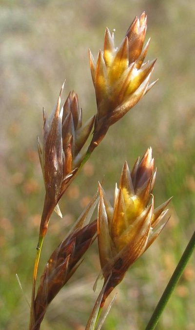 Thamnochortus sporadicus, photographed by douglaseustonbrown
