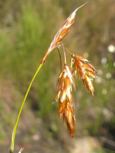 Thamnochortus sporadicus, photographed by douglaseustonbrown