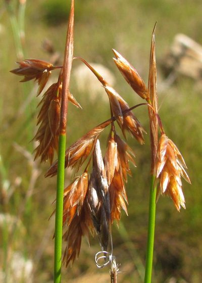 Thamnochortus sporadicus, photographed by douglaseustonbrown