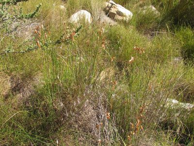 Thamnochortus sporadicus, photographed by douglaseustonbrown