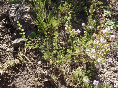 Cliffortia ramosissima, photographed by Nicola van Berkel