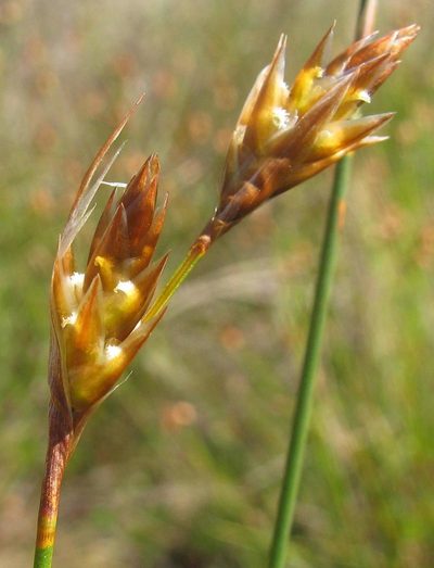 Thamnochortus sporadicus, photographed by douglaseustonbrown