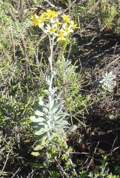Senecio lineatus, photographed by Nicola van Berkel