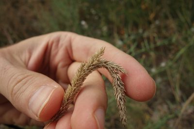 Phleum phleoides, photographed by Aleksei Baushev