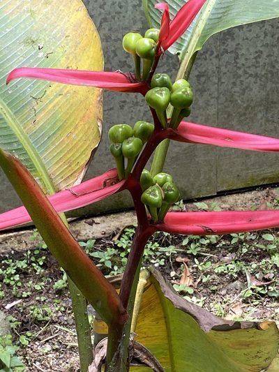 Heliconia aemygdiana, photographed by Frances Oliver