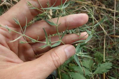 Gypsophila paniculata, photographed by Aleksei Baushev
