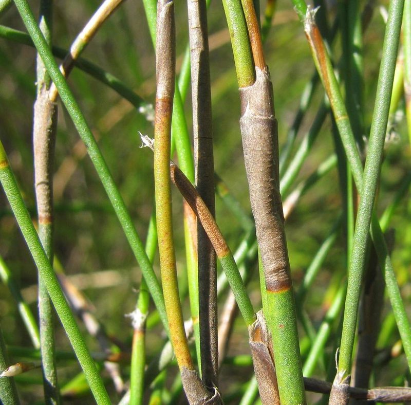 Restio helenae, photographed by douglaseustonbrown