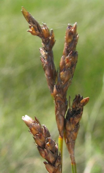 Restio helenae, photographed by douglaseustonbrown